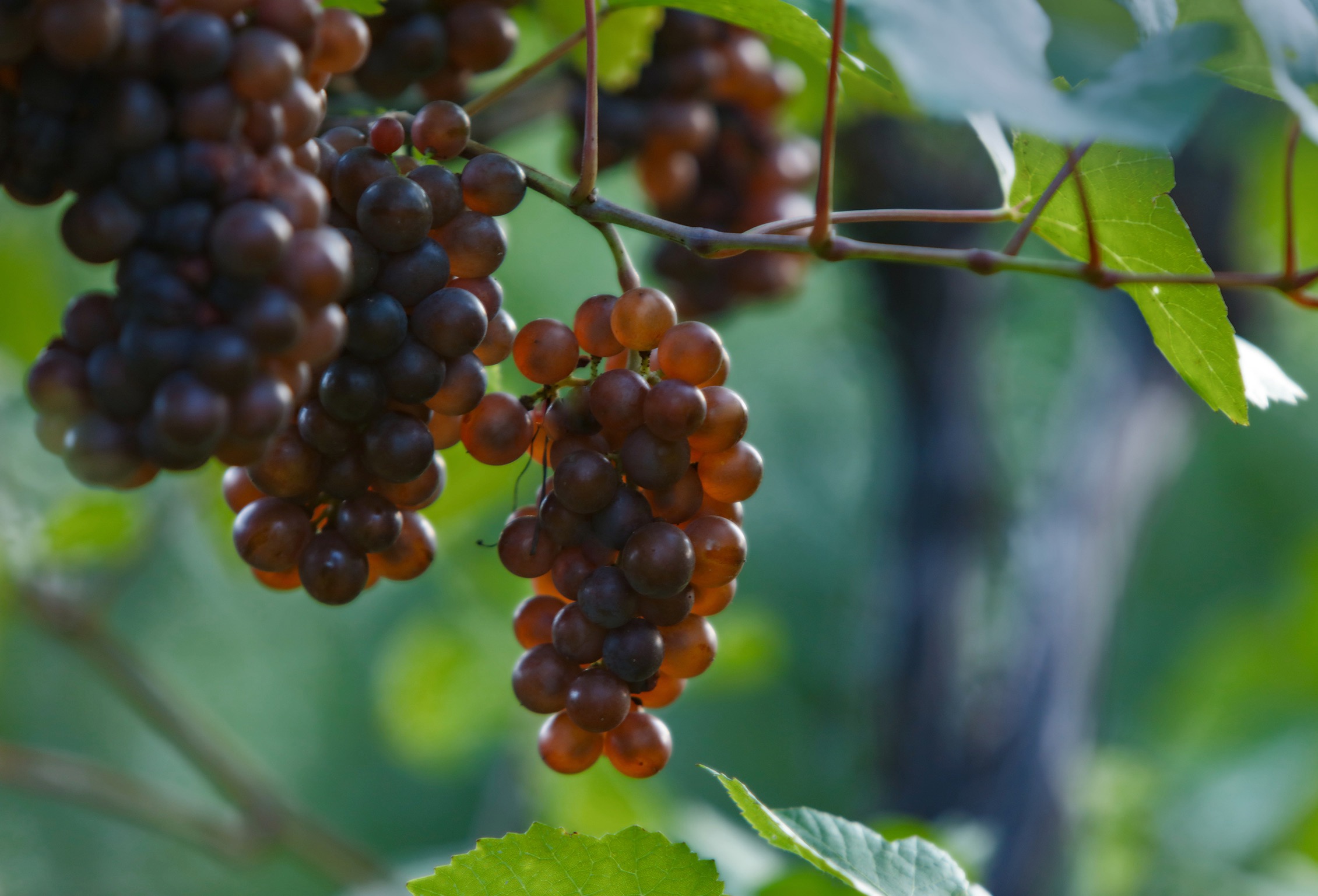 Grape clusters on the vine