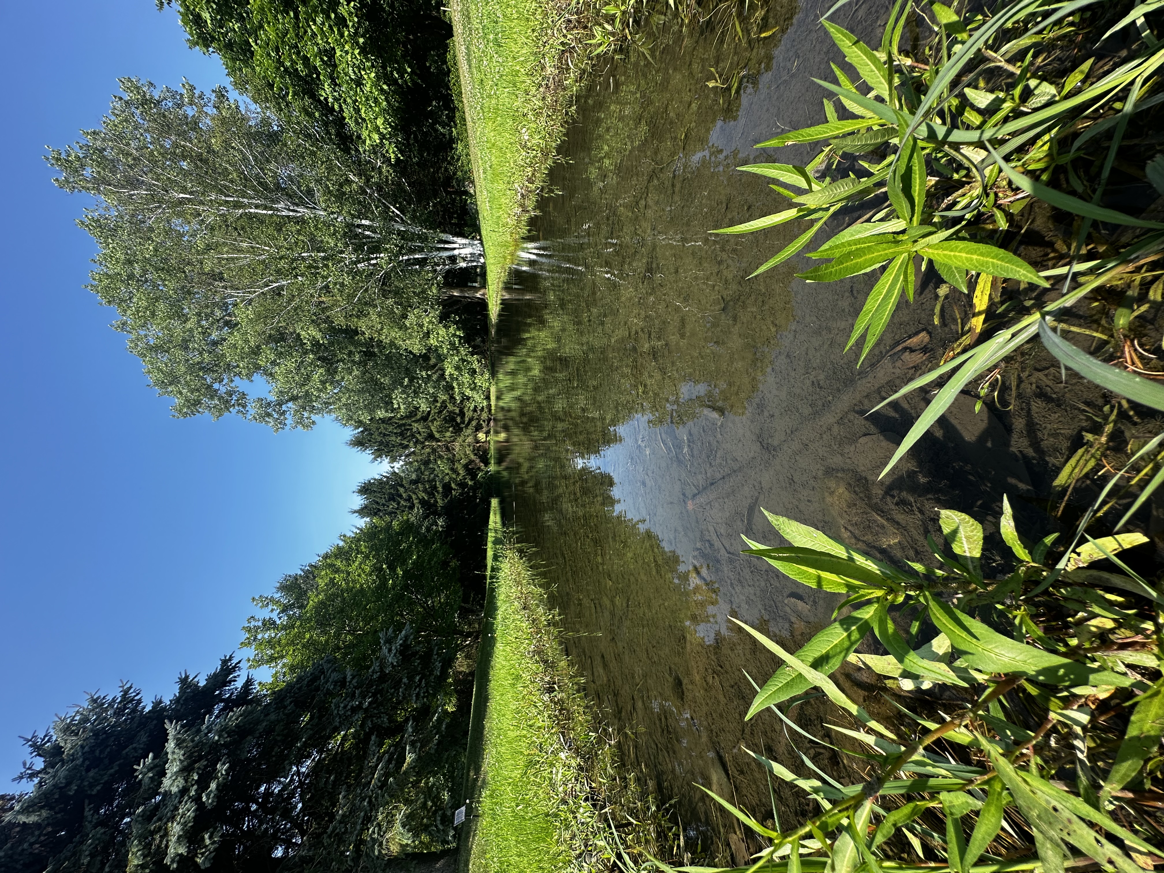 The pond at Free Run Cellars